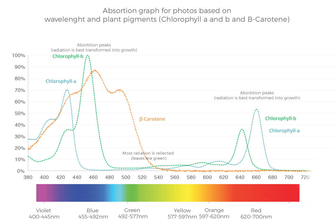 Espectros de absorción típicos para la clorofila A, la clorofila B y la clorofila (beta-caroteno). 